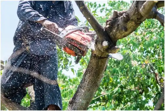 tree services Burleson